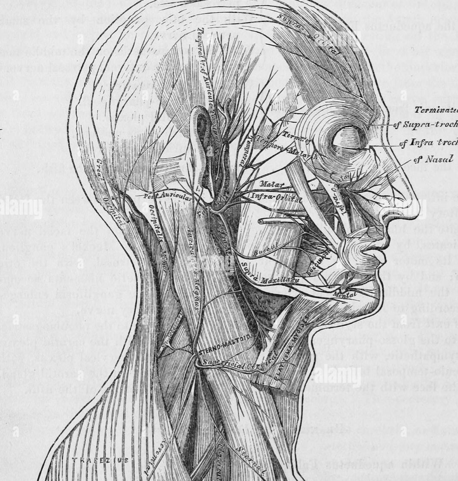 Fascia:  The visible soul?